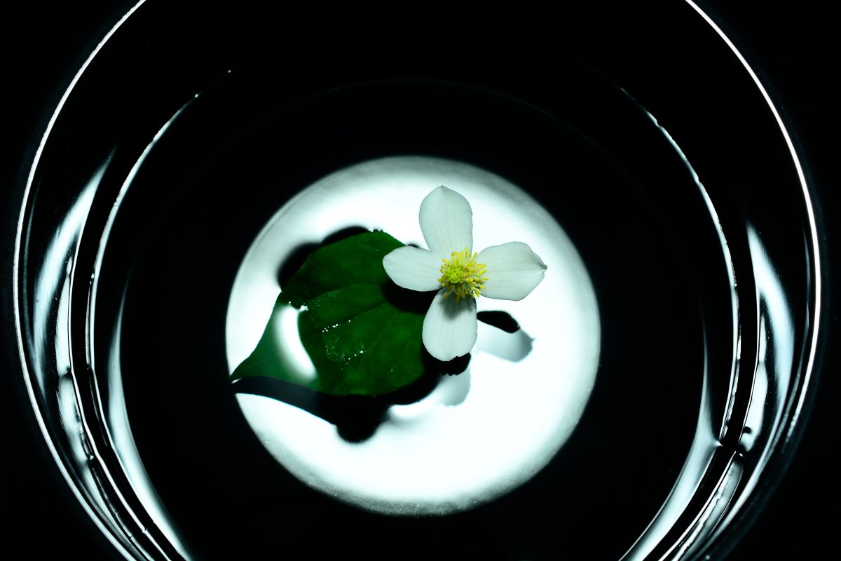 鏡花水月 | GANREF