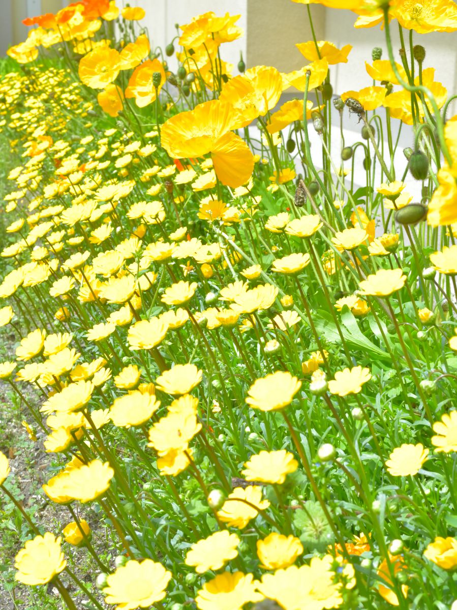 Yellow | GANREF