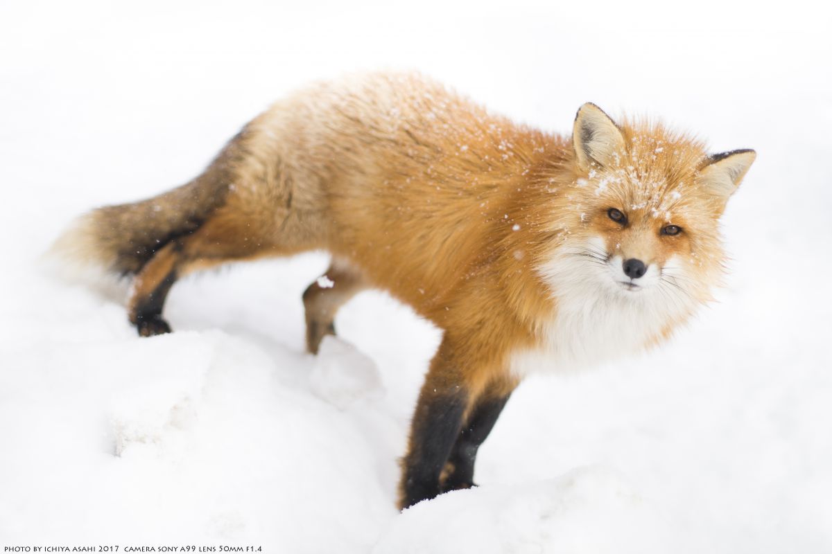 キツネ 9911f1b76c4c16f14735db0517052d