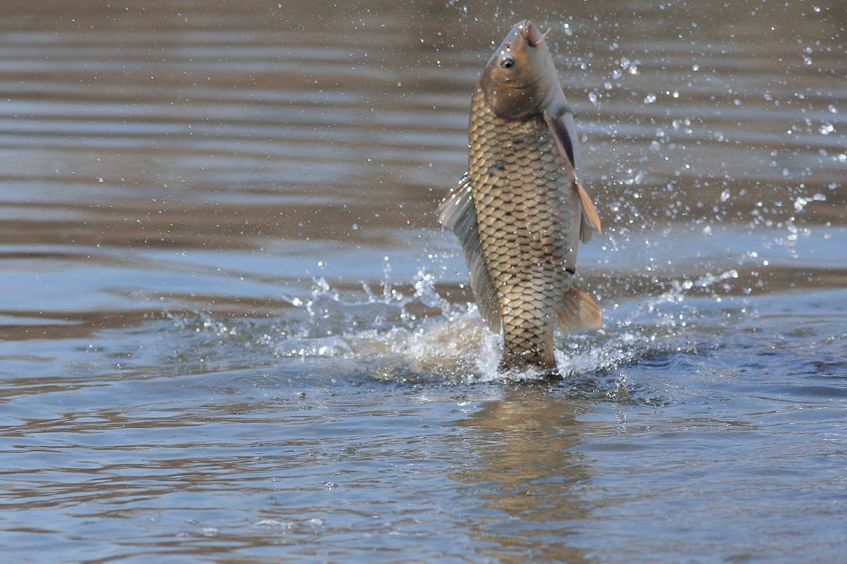 水面より飛び跳ねる鯉