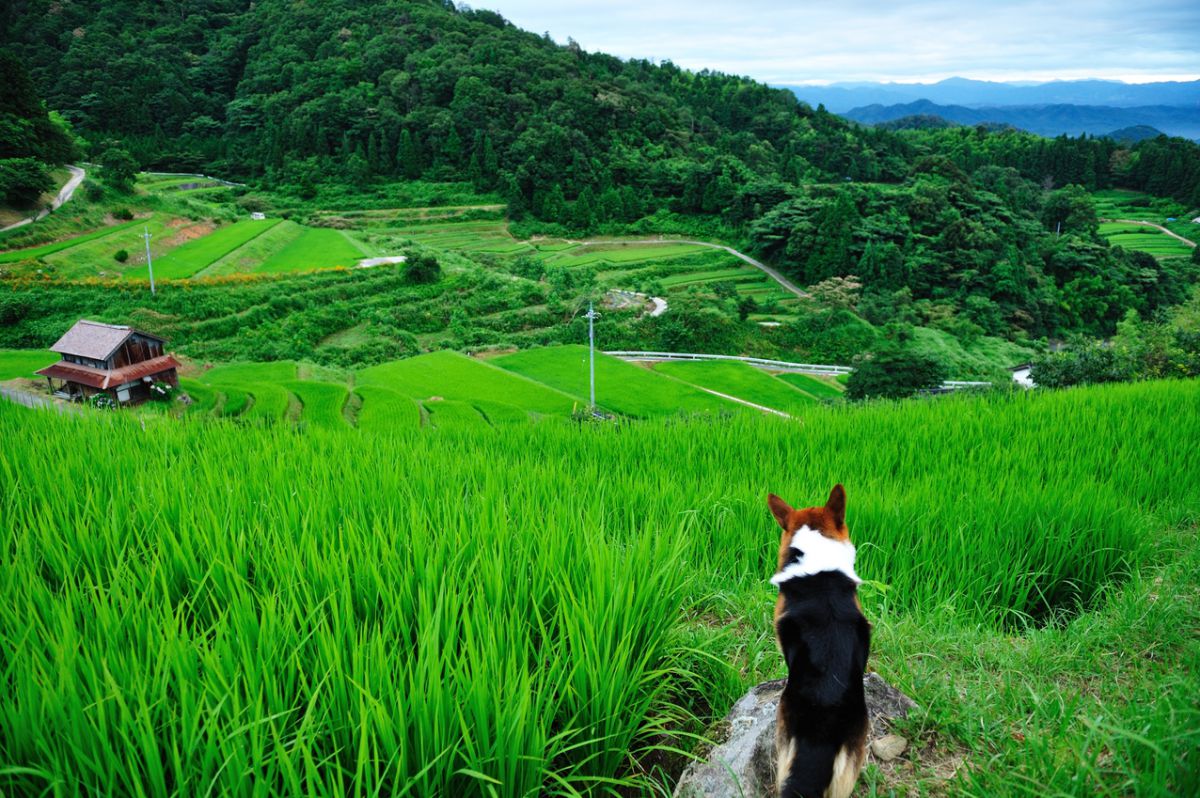 斜面が田んぼ・夏 | GANREF