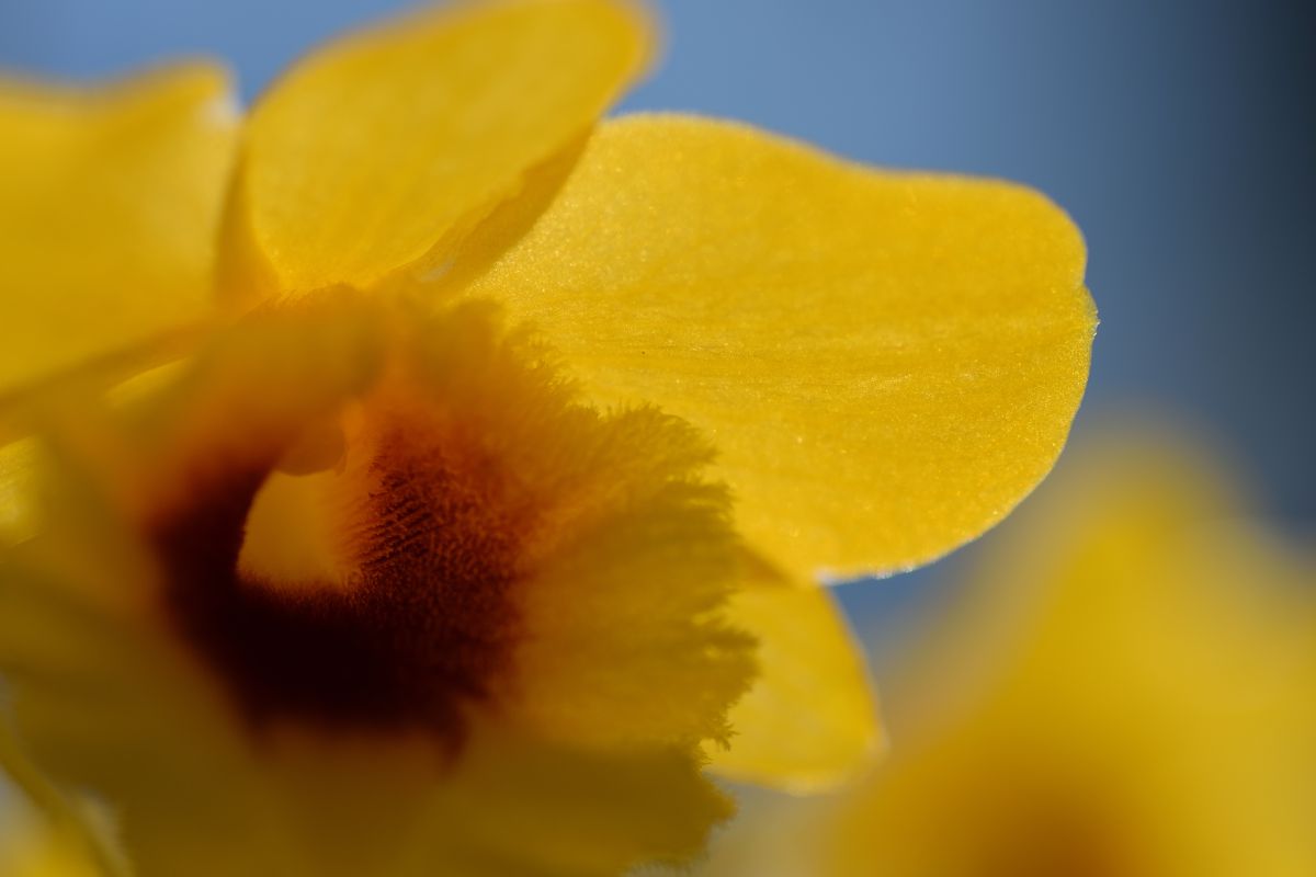 Beautiful Yellow | GANREF