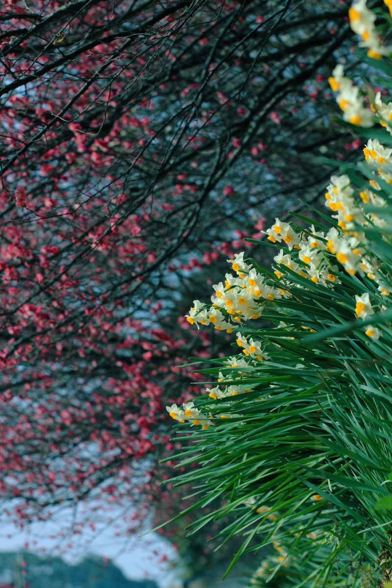 spring color | GANREF