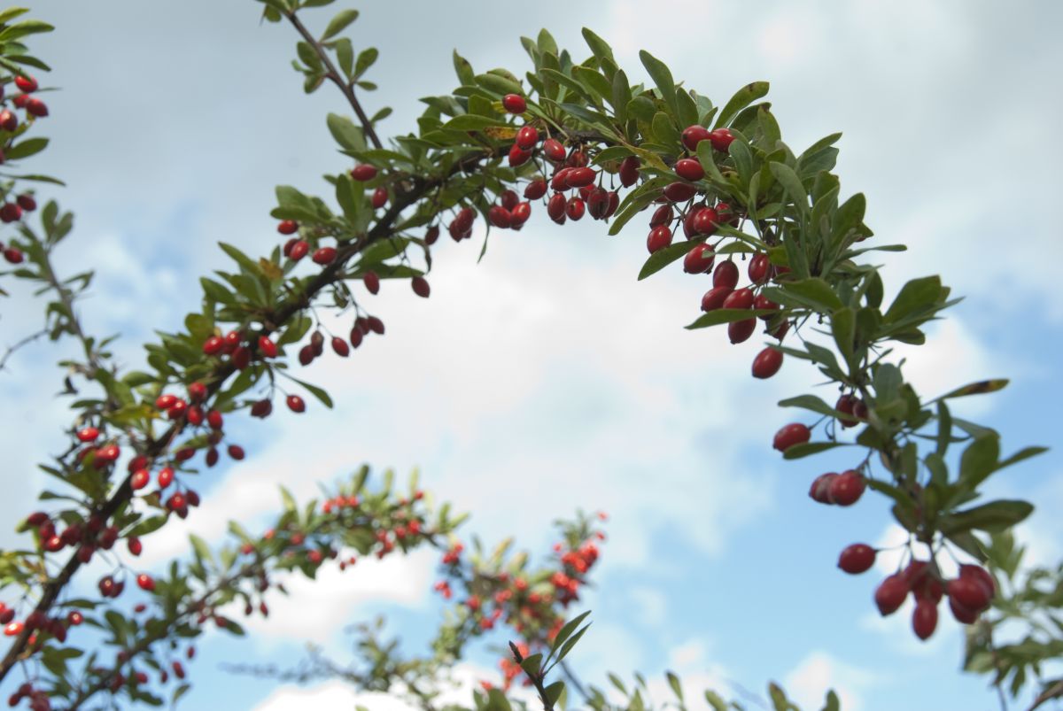 上赤い実 トゲ 最高の花の画像