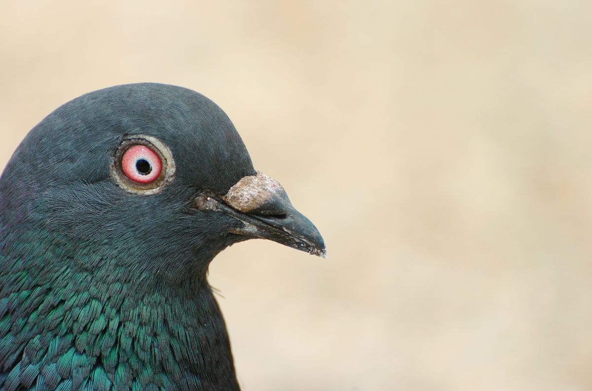 ベストコレクション 鳩の目 1025 鳩の目の色