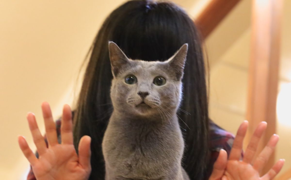 猫顔の人 | GANREF