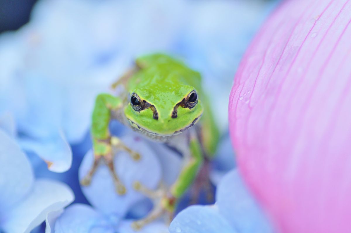 BLUE ＆ GREEN ＆ PINK | GANREF
