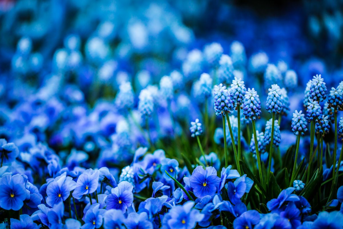 Blue Flower | GANREF