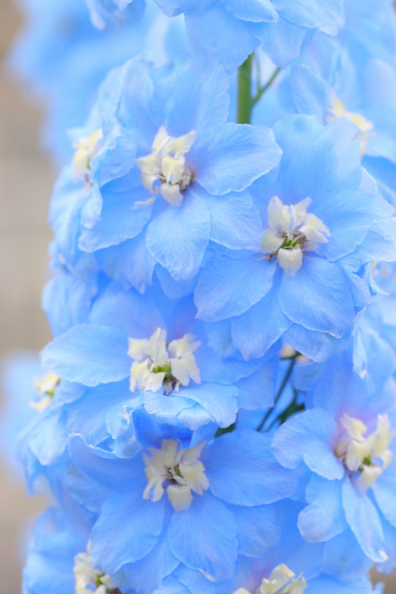 デルフィニウム Ganref