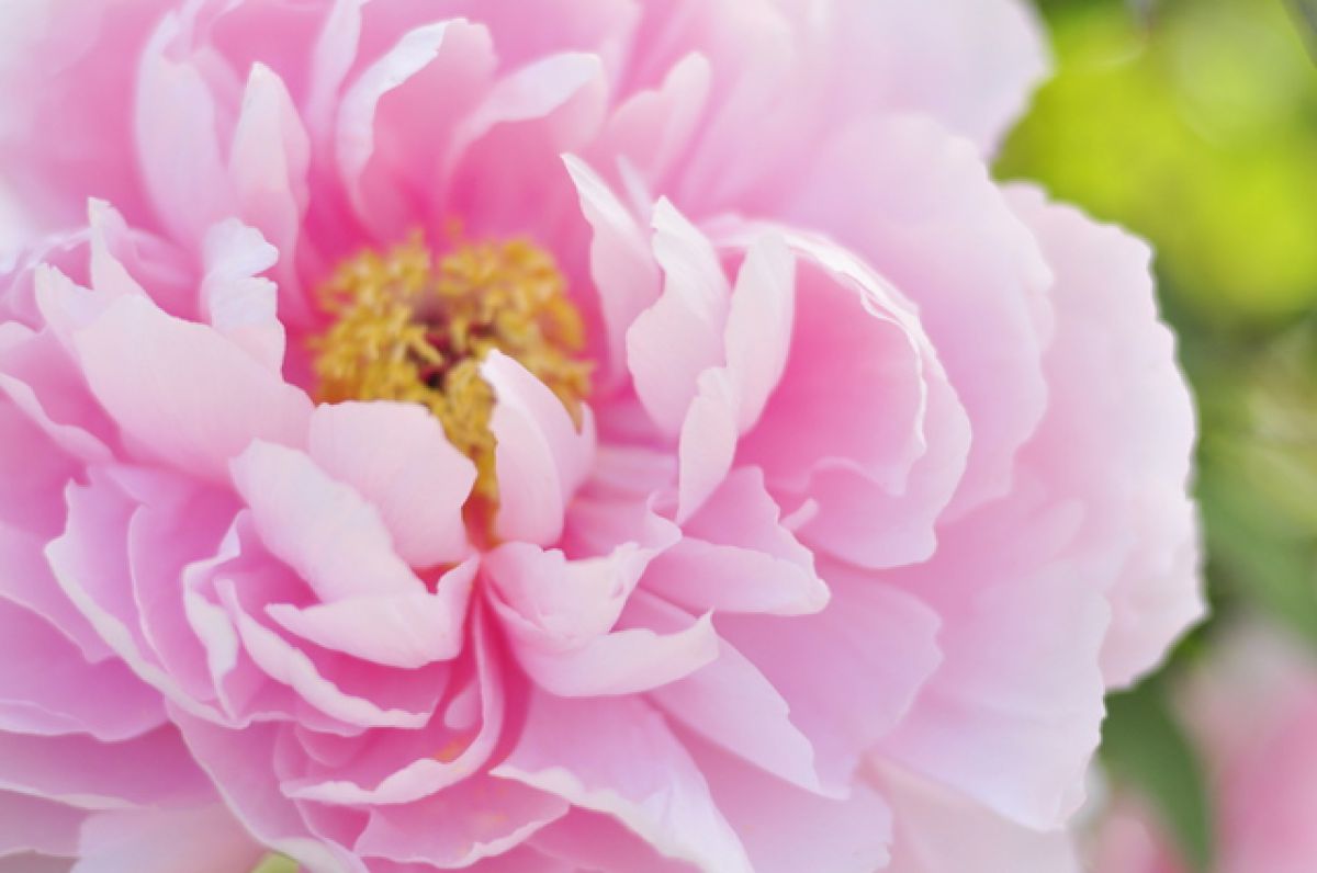 pink | GANREF
