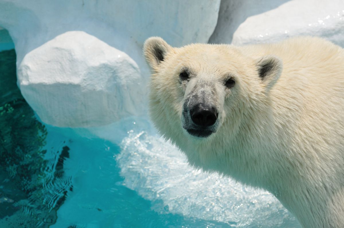 しろくま しろくまアイス | GANREF