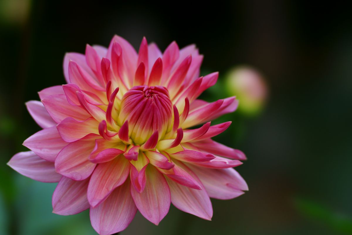 パックンフラワーその２ 植物 花 花びら Ganref