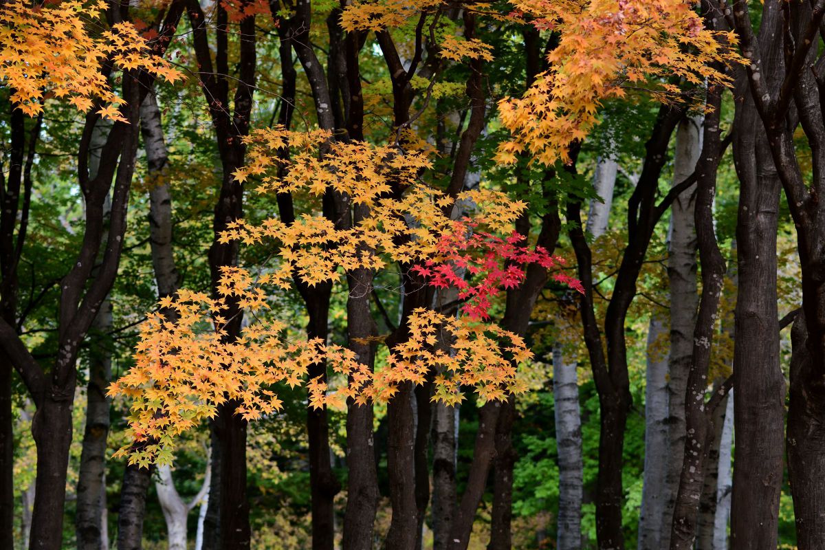 ヤマモミジ(山紅葉)_シーズン到来 | GANREF