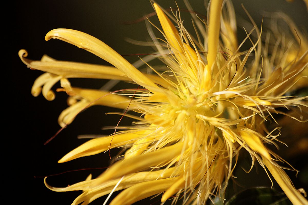Yellow Flower | GANREF