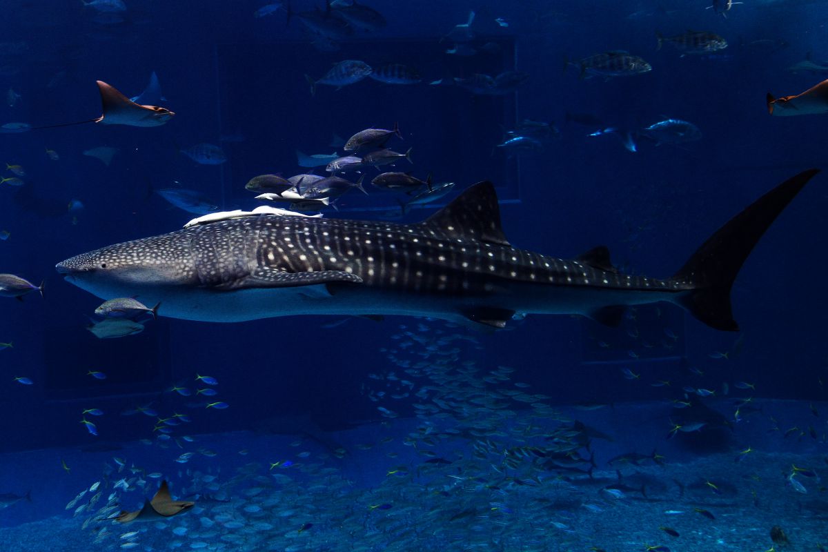 甚平鮫 動物 魚類 Ganref