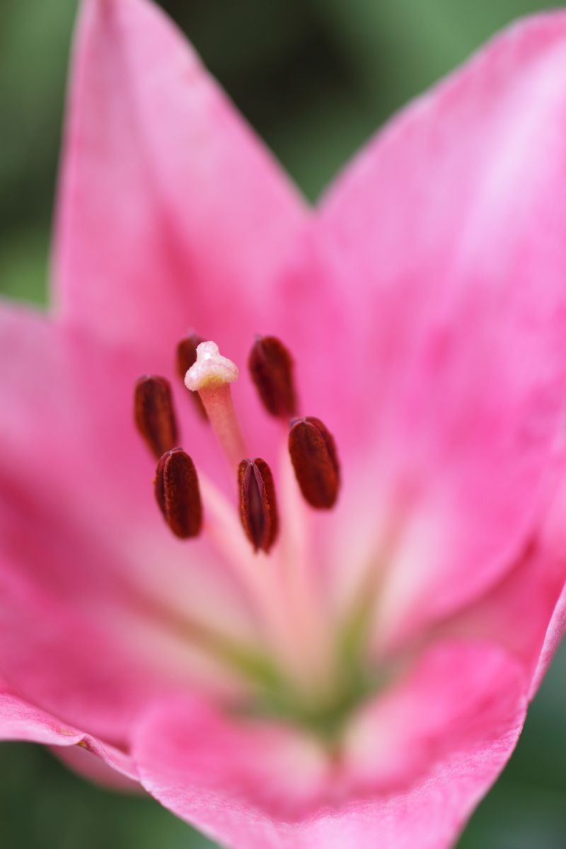 Pink | GANREF