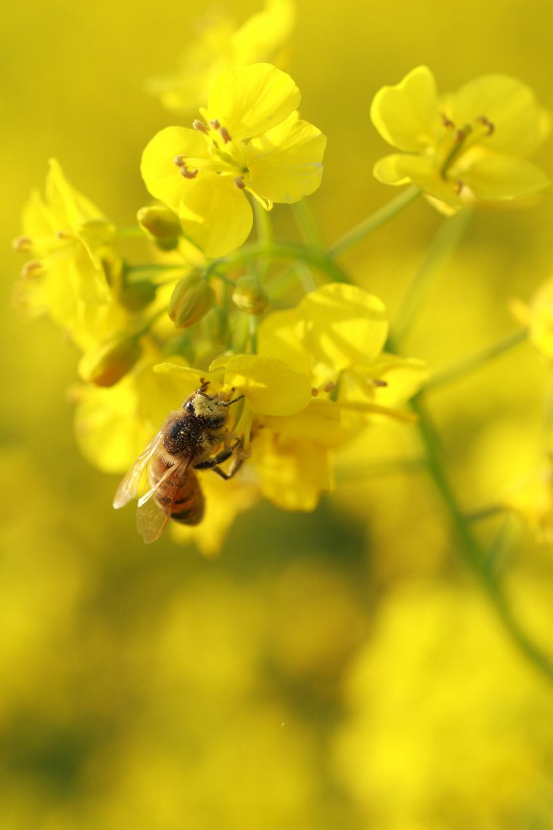 Yellow | GANREF