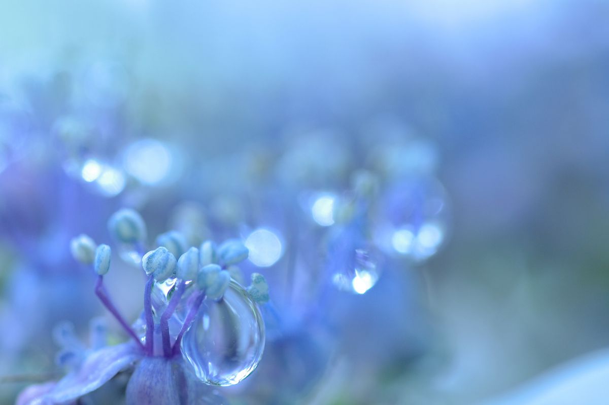 水色の雨 | GANREF
