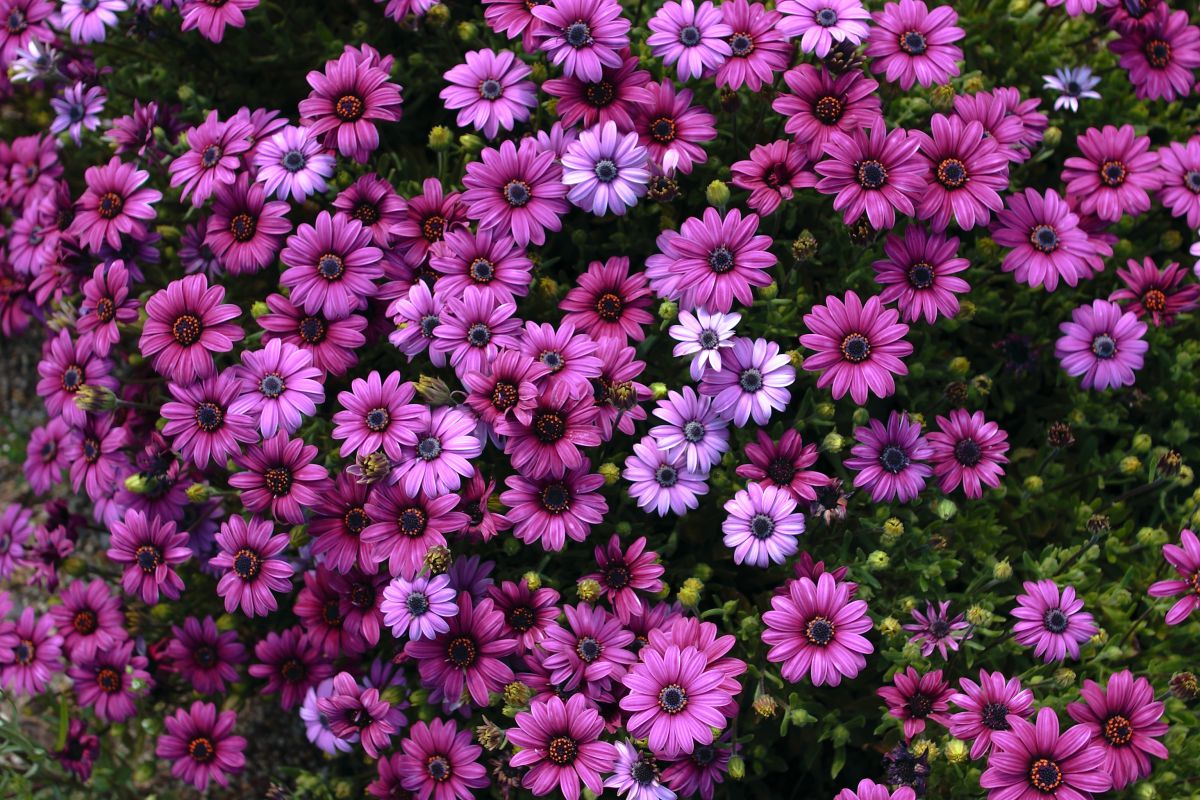 Purple Garden | GANREF
