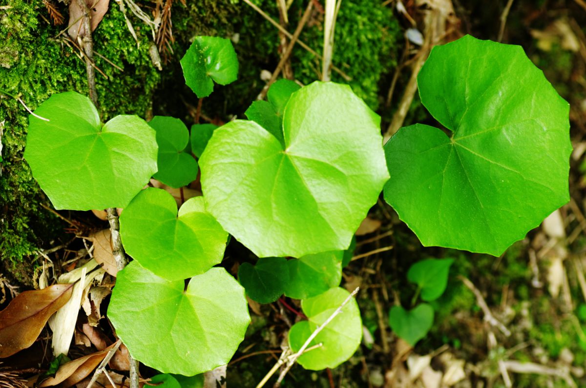 Heartful Green | GANREF