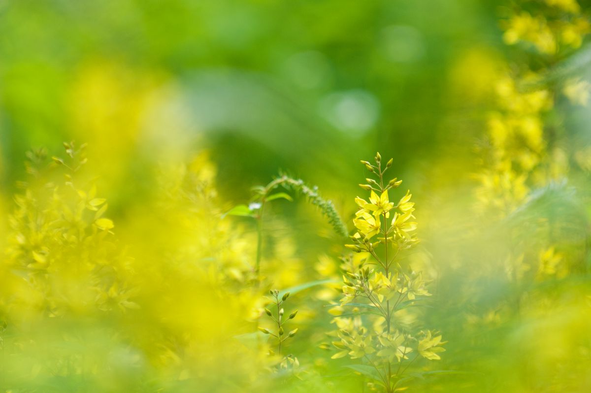 brilliant yellow | GANREF