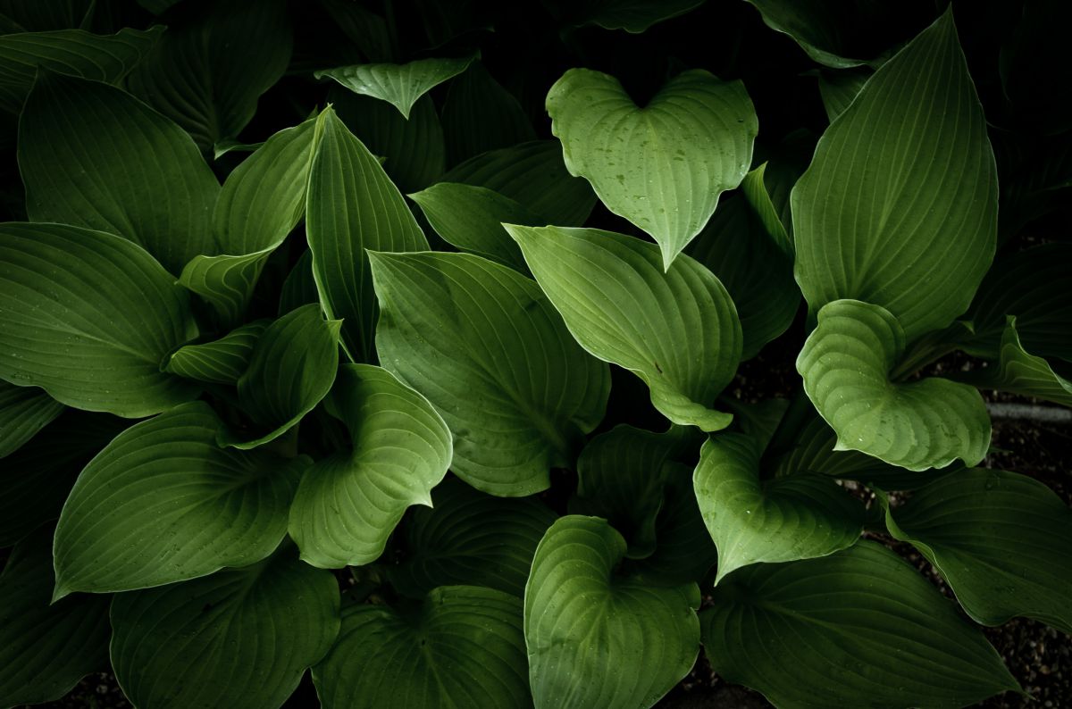 green | GANREF