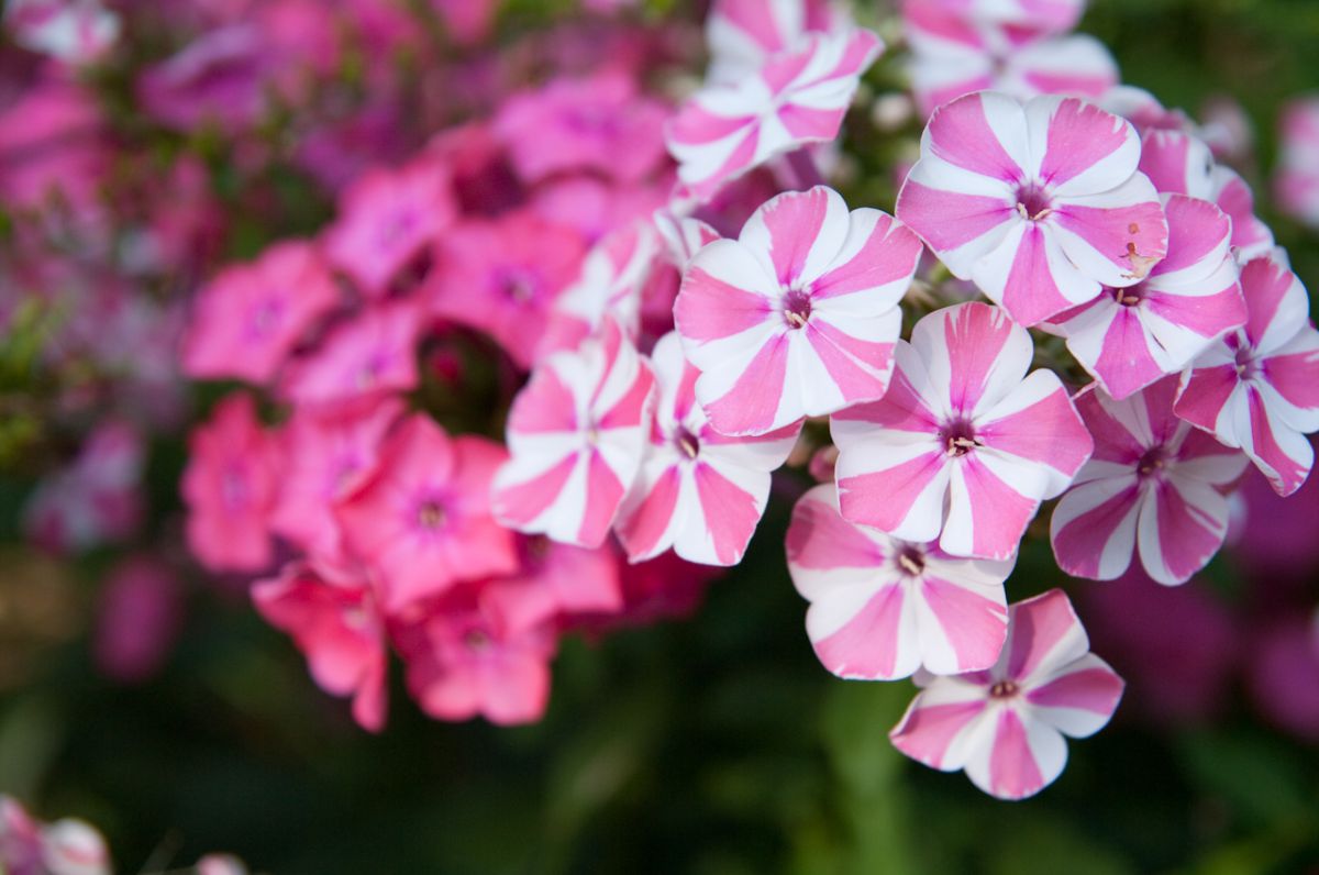 フロックス GANREF