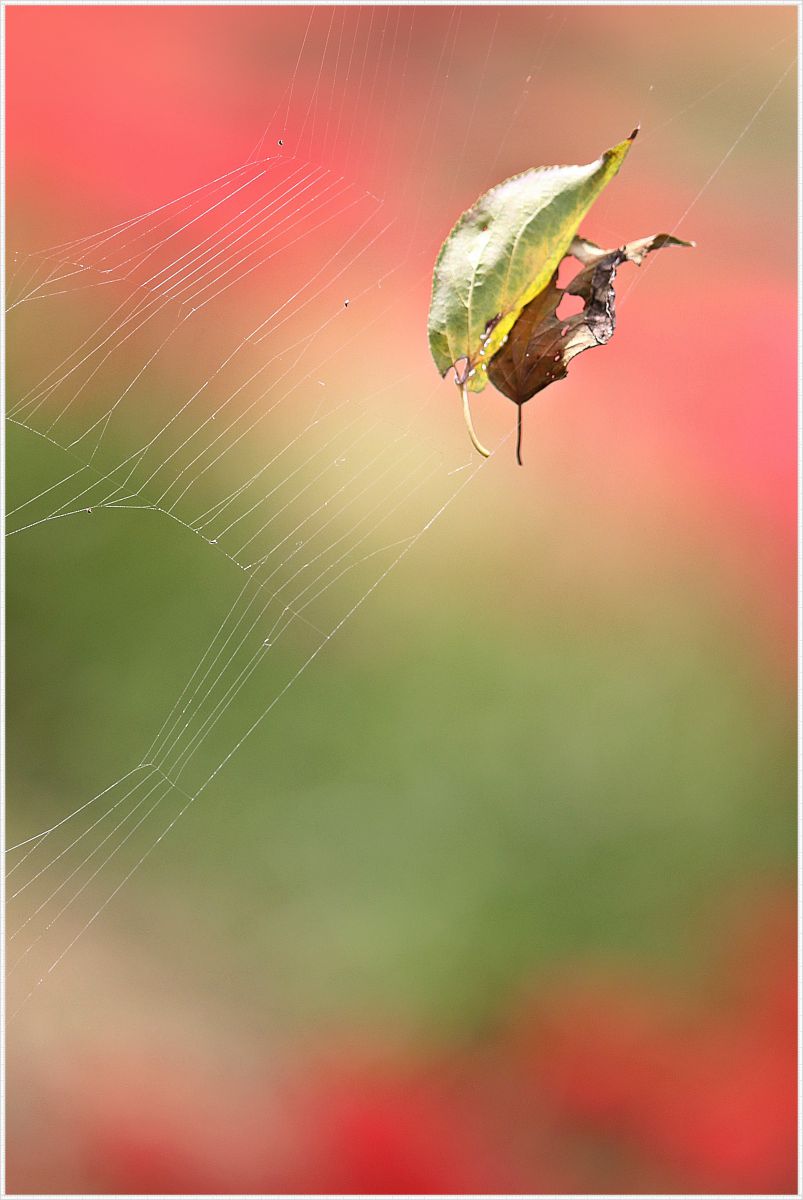 Pretty leaf | GANREF