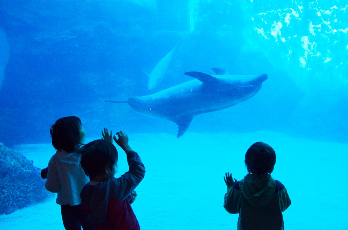 名古屋港水族館・イルカプール | GANREF
