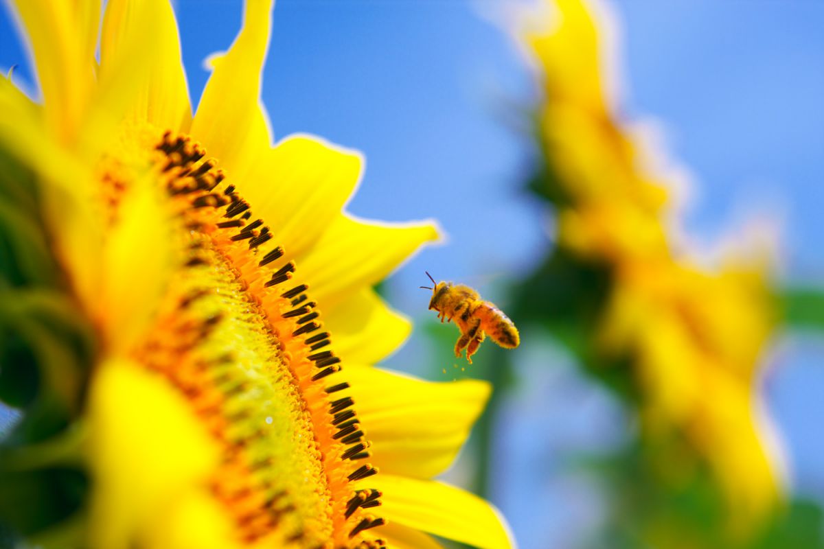 In the summer color | GANREF