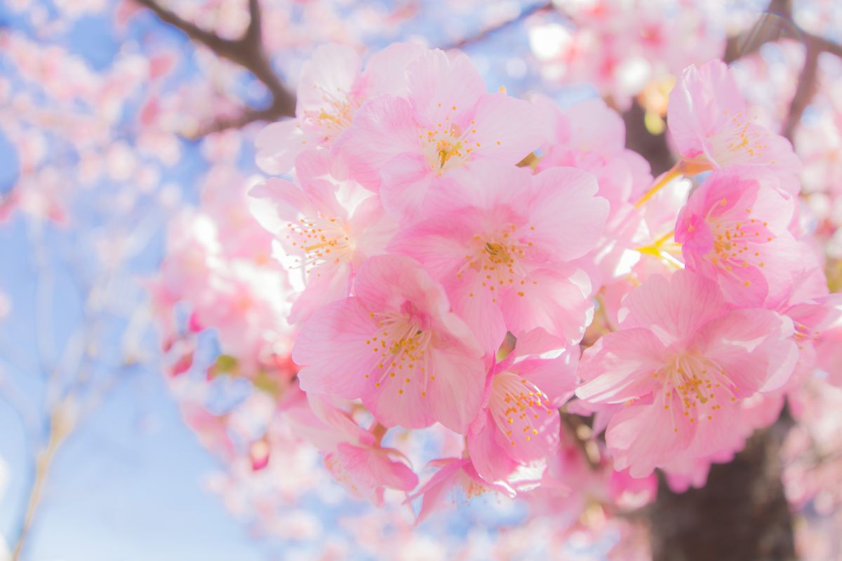 Mood of Spring | GANREF