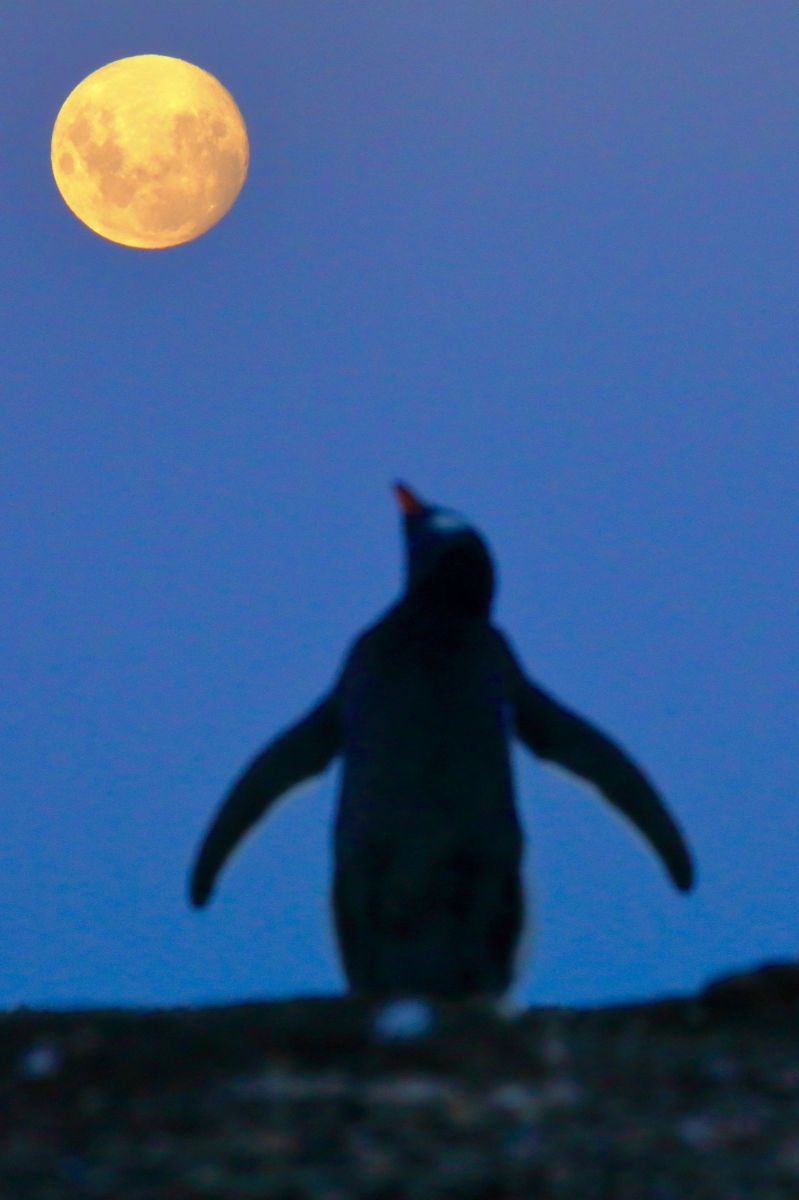 full moon | GANREF