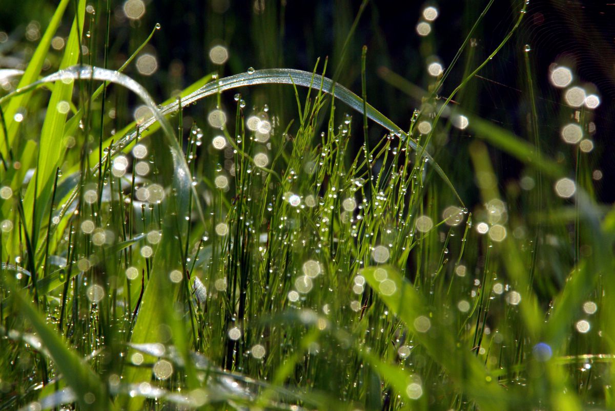 露の付いた草 | GANREF