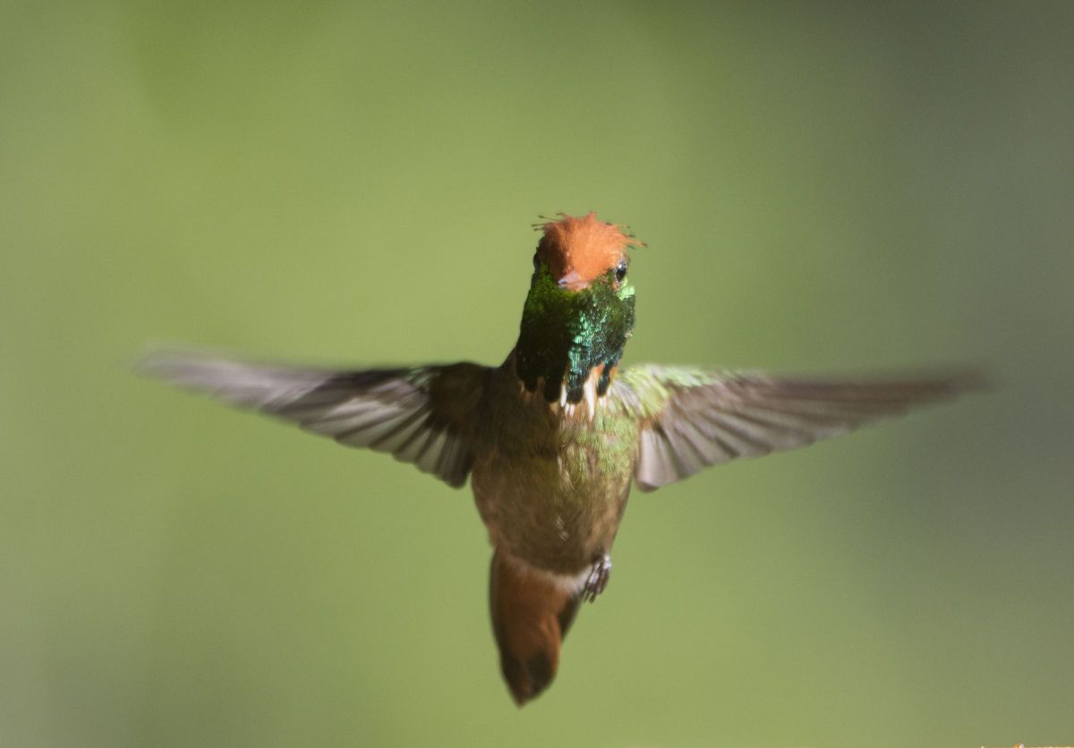 チャカザリハチドリ | GANREF