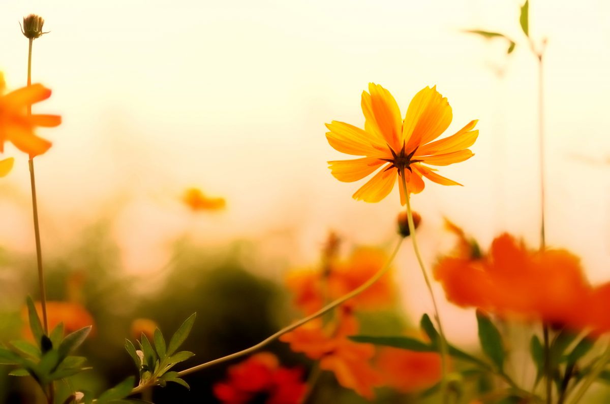 あたたかい光 Ganref