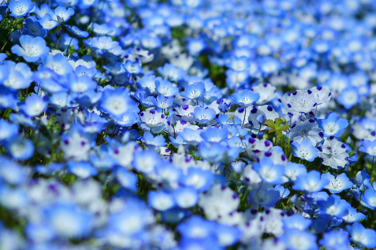 BLUE | GANREF