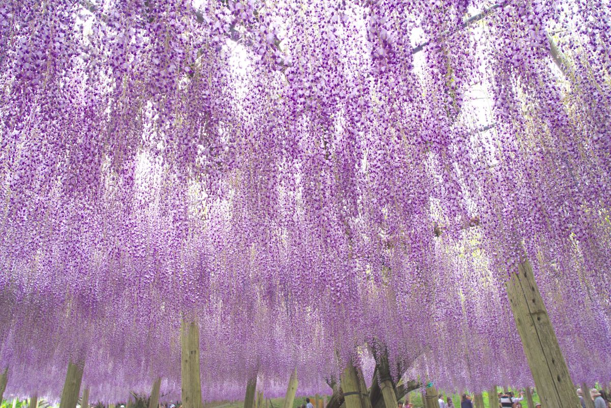 Rain of purple | GANREF