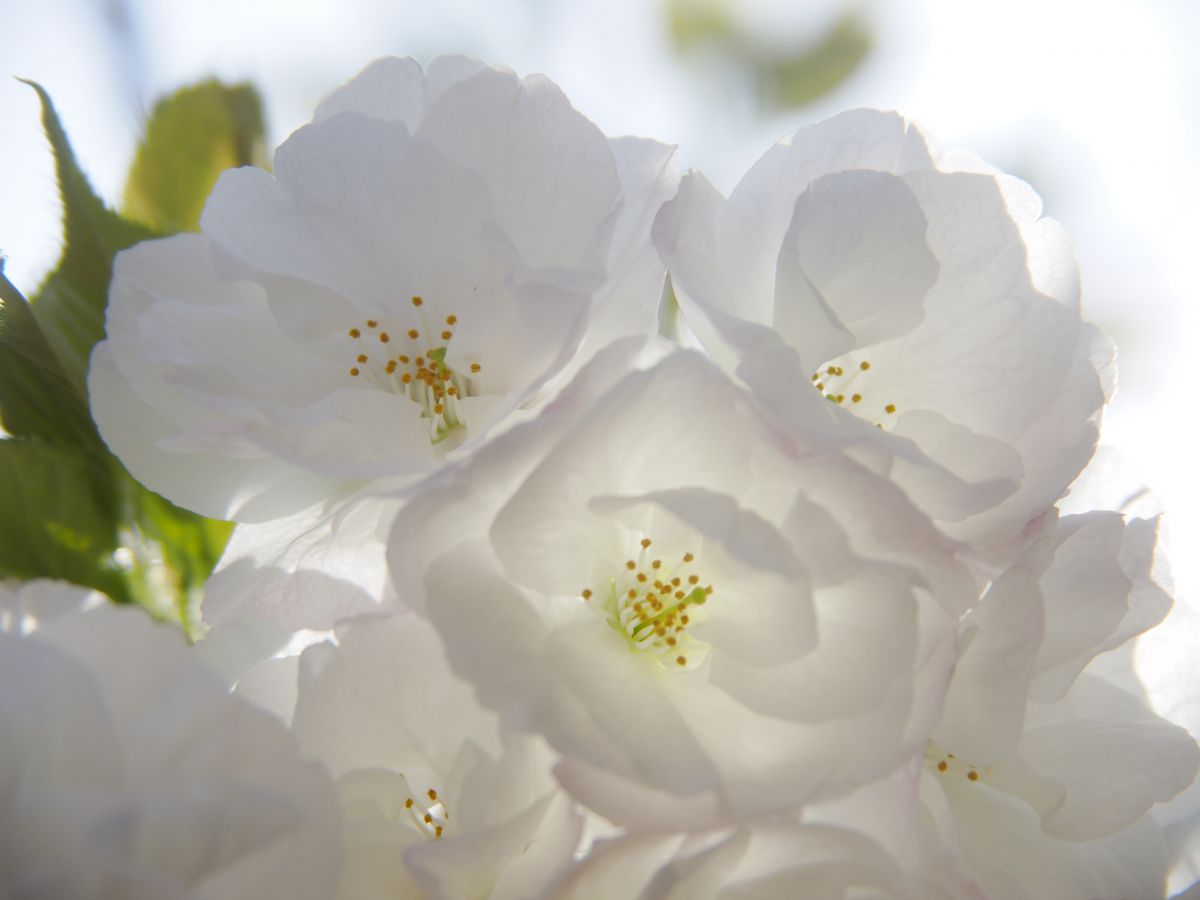 春光☆白い八重桜 | GANREF