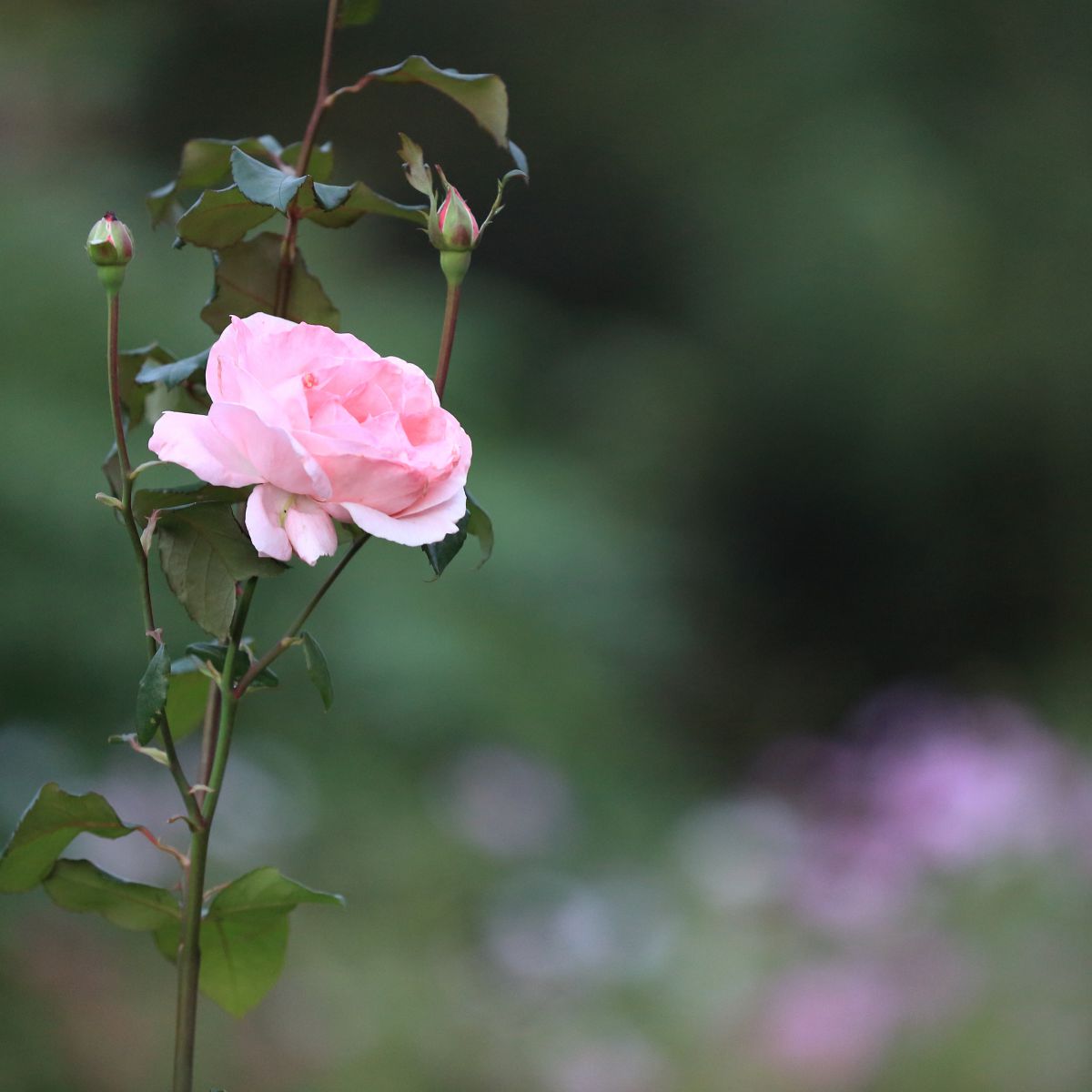 pink rose | GANREF