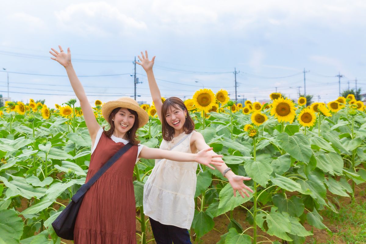 眩しい二人 | GANREF