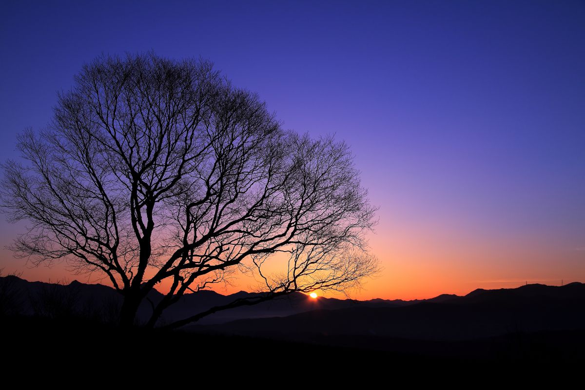 春の夜明け | GANREF