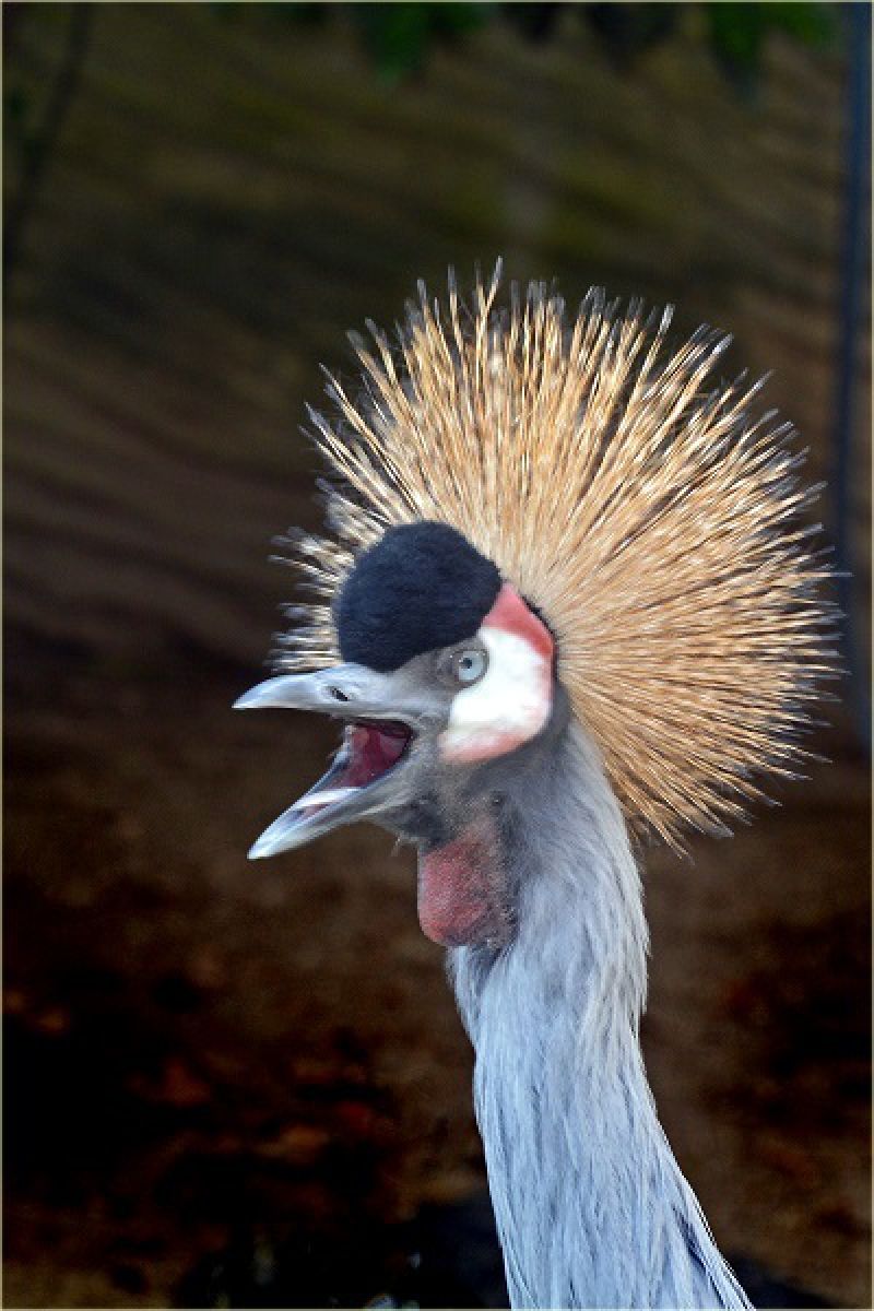 カンムリツル GANREF