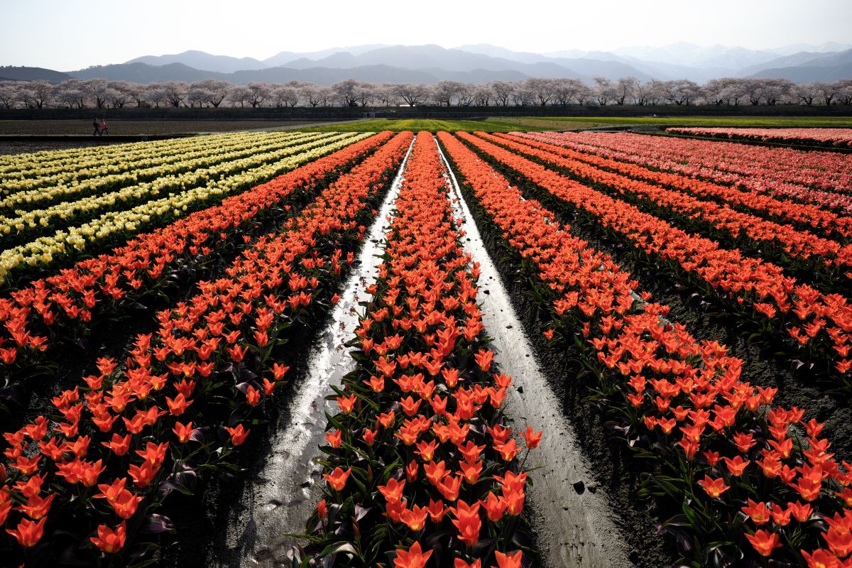 A color of spring | GANREF
