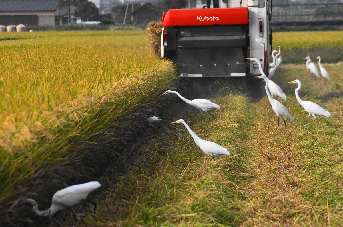 落穂拾い➀ | GANREF