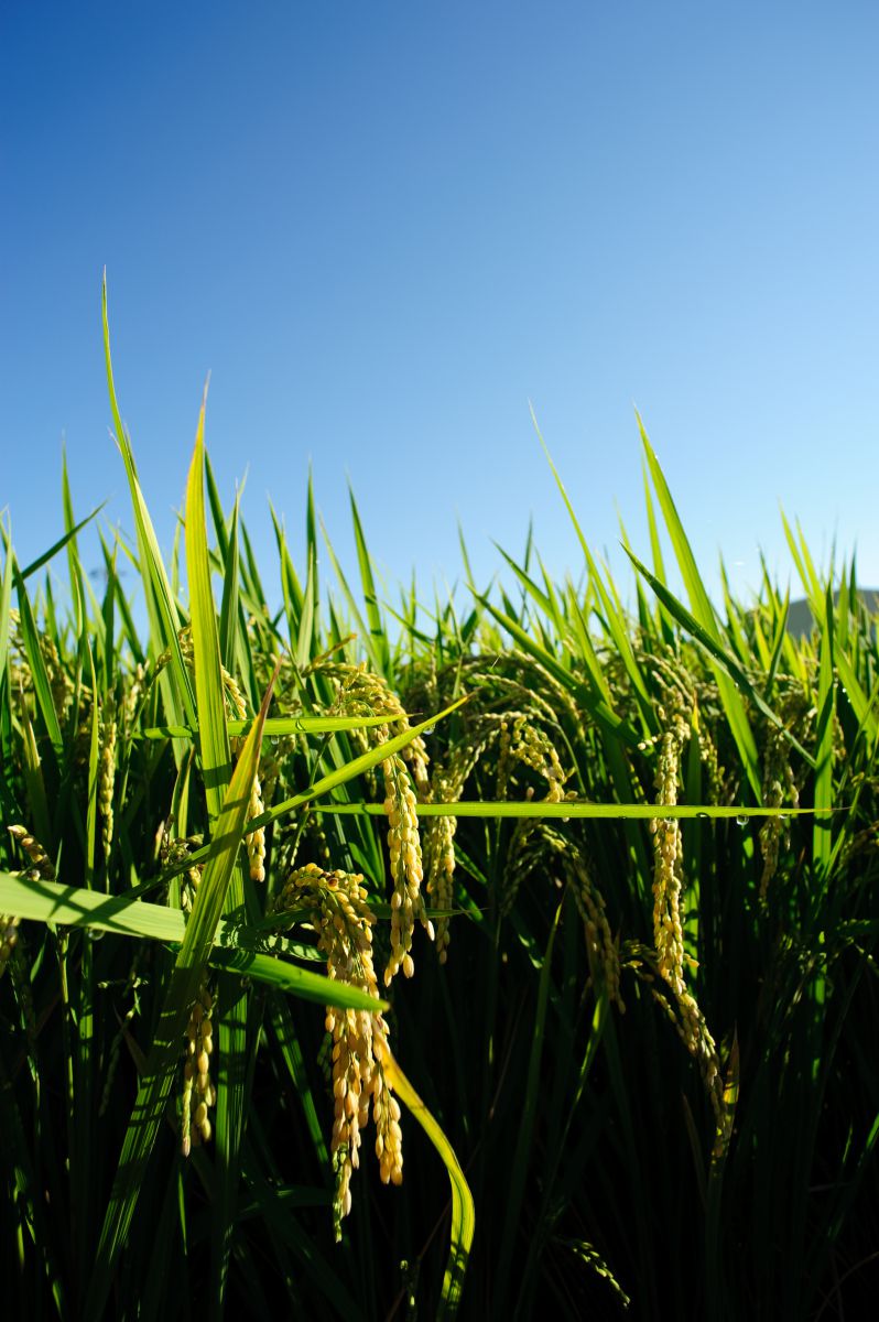 稲穂と青空と GANREF