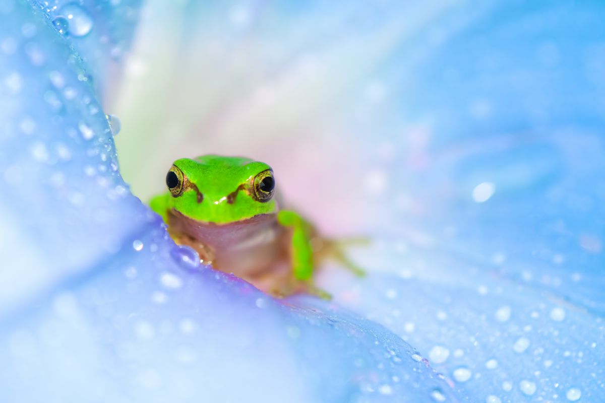 green in blue | GANREF
