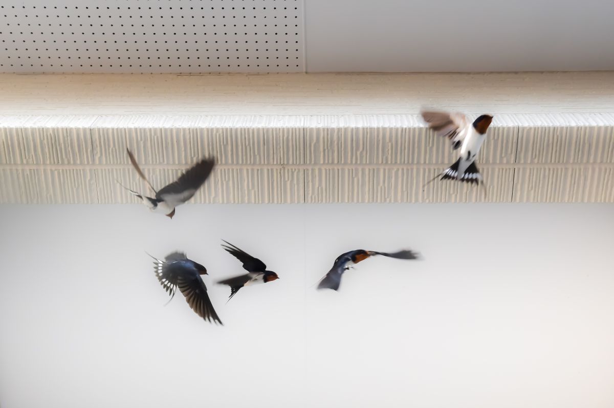 燕返し | GANREF