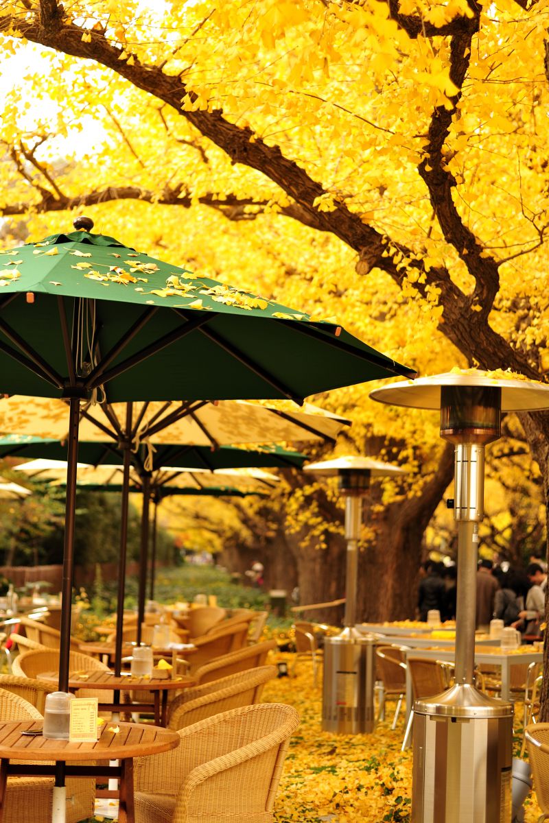 Autumn / cafe | GANREF