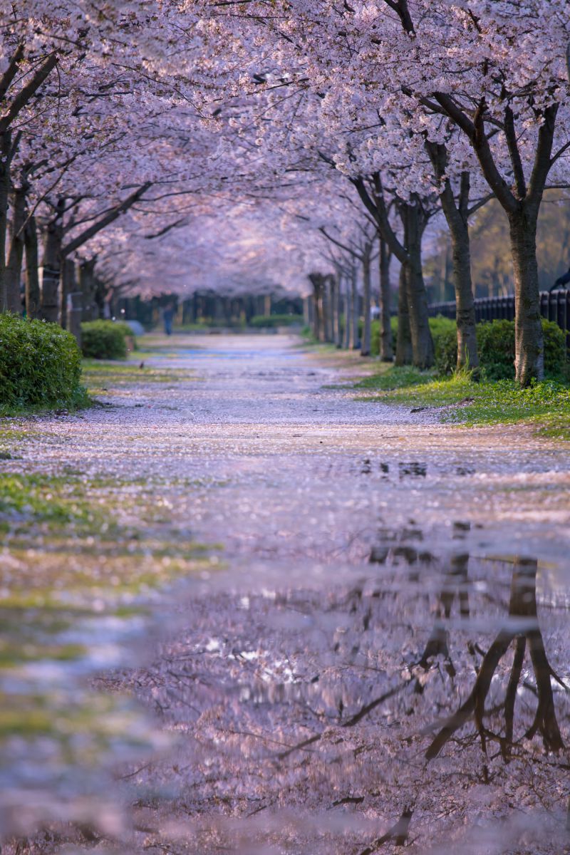 雨上がりの桜みち | GANREF