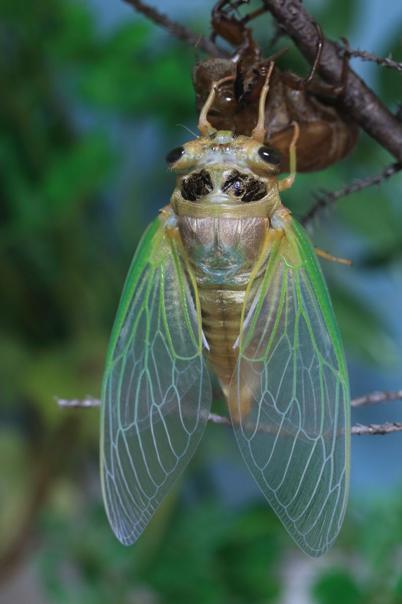 クマゼミの羽化 | GANREF